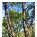 치악산둘레길 3코스 수레너미길 이미지