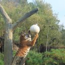 타이거벨리 이미지