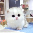 강남고양이분양캣프렌즈