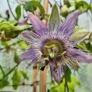 알비레오 이미지