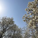 칠산서부동 행정복지센터 소회의실 | 김해 가볼만한곳&lt;목련숲&gt; 현재 개화상황 /평일에도 인파 많네요