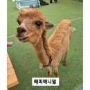 해피애드 - 미추홀구 석바위로 35 | 천안 실내동물원 해피애니멀 방문 후기 - 아이와 가볼 만한 곳, 특별한 문화체험