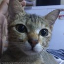고양이 이미지
