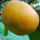 안골농장 이미지