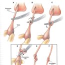 로잔동물의료센터 이미지