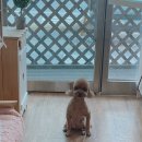 강아지는 미용빨 이미지