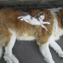 개와고양이 - 사상구 새벽시장로56번가길 4 | 개와고양이