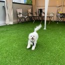 수원 루프탑 애견카페 무운(MOOON) 이미지