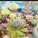 해림농장 이미지