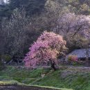 복사꽃이 필무렵에 이미지