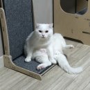 숑숑 그루밍 | 질켄/고양이 스트레스 완화 보조제/오버그루밍 후기