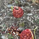 북계농장 | 공주 가볼만한 곳 우주농원 밤따기 밤줍기 체험 후기