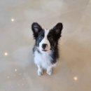 댕글벙글 이미지