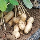 영근농장 이미지