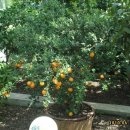 신효동-23 이미지