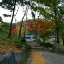 예산 향천사 (金烏山 香泉寺)의 가을 단풍 이미지