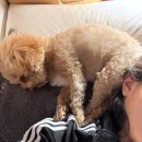 그림동물병원 | 강아지 피똥, 피토 증상 원인…동남지구 티앤디동물병원 치료 후기