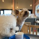 도그노크 이미지