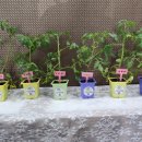 토마토유치원 이미지