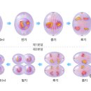 ﻿감수분열[meiosis,減數分裂] ﻿ 이미지