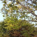 풍세초등학교 이미지