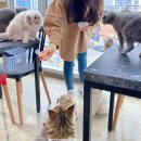 고양이살롱앤카페 이미지