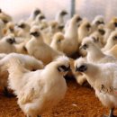 닭키우는 회장님 이미지