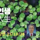부평초인생 이미지