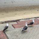 서천금방 | [충남 서천 갯벌체험 후기] 동죽 잘 나오는 곳 가족여행 추천