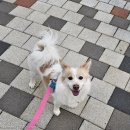 쓰담쓰담 이미지