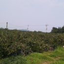 용한농장 이미지