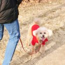 숑숑 그루밍 | 송도애견미용 추천 가위컷 전문 숑숑그루밍에서 미용하고왔어요 : )