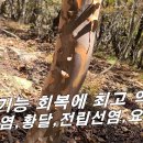 [노각 나무, 금수목] 북한 우표 모델로 선정된 약나무 / 간 세포 회복, 황달, 간경화, 요실금에~! 이미지