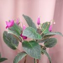 코레리아 하트 앤드 조이 이미지