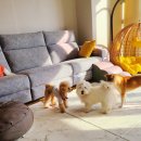 쿠이다르 | 서울/용산 믿고 맡길수 있는 곳 프리미엄 강아지유치원 애견호텔 [쿠이다르] 솔직후기