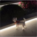 이도메디 | 강아지 슬개골탈구 영양제 관절 예방 관리를 위해 먹여본 후기