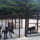 충남켄넬 이미지