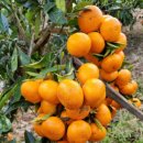 천지농장 | 제주감귤 레드향·써니트한라봉 맛집, 천지유통(귤세상) 직접 다녀온 후기