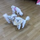 어썸 강아지 호텔 & 목욕 이미지