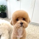 멍실묭실 이미지