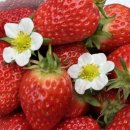 이슬농원 이미지