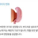 임신 4주차 배아---＞사과씨만한 크기 심지어 심장도 장기도 없음 이미지