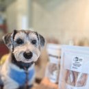 건강한 강아지 | 노령견 신장질환 강아지 맞춤 수제 간식 믿고 먹는 건강한 강아지 간식 멍쿠