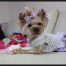 개님은 털빨 이미지