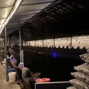 은행나무하우스낚시터 이미지