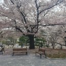 용송쿠키 이미지