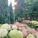 세미원작은도서관 | 진주 월아산 숲속의진주 수국 핀 숲속 정원 산책 후기 (+ 개화상황)