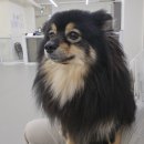 놀러오개 미용센터 | 🏖️🐶 놀러오개 안양점에서 호텔링 후기- 반려견과 떨어져 지내는 시간, 그 속에서도 믿음과 감동이...