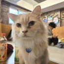 집사의 하루 건대점 | 건대 실내놀거리 집사의하루