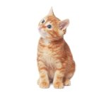 도그송 강아지분양 인천 송도점 | 인천고양이분양 서리펫에서 만난 먼치킨 후기